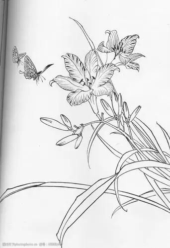 工笔白描花鸟图片