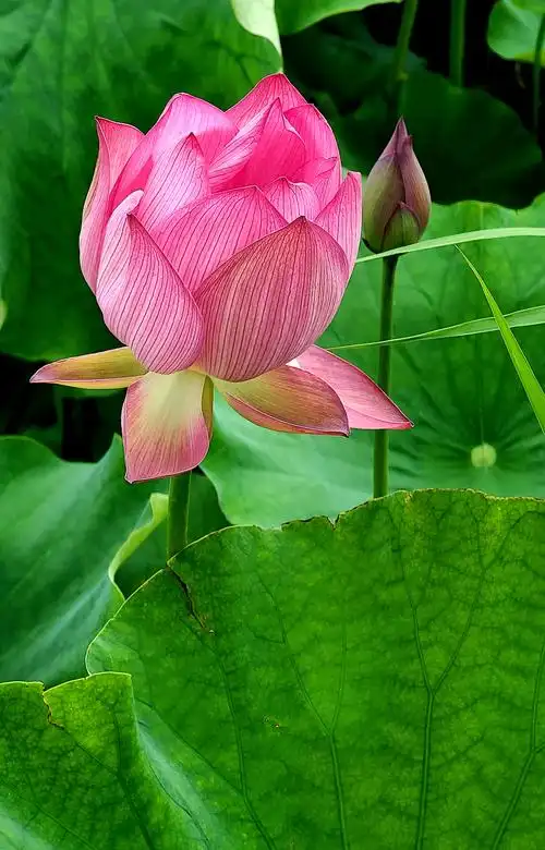 为"荷"而来,因为你会带来好心情.(2020.7.11)