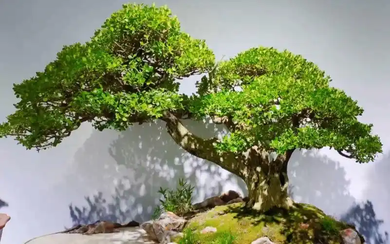 拿个78金奖78还不是小意思嘛!～精品黄杨盆景