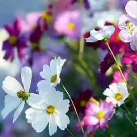 荷花做头像的意义_微信头像图片大全