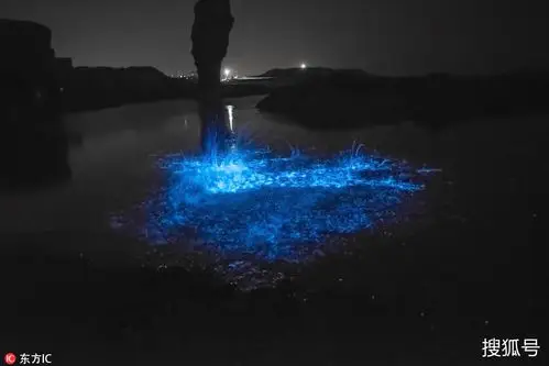 大连又现荧光蓝色海域 如璀璨星河梦幻十足