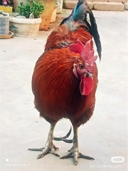 弟弟从3岁的鸡小弟 ,现在弟弟9岁了,鸡小弟都有5个脚趾头了.