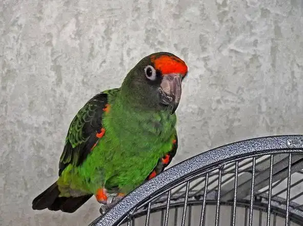 p>贾丁氏鹦鹉(学名: i>poicephalus gulielmi /i>) 在poicephalus属