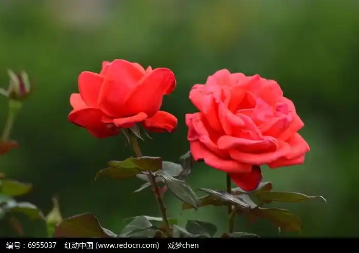 两朵红玫瑰风景