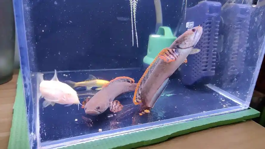 【雷龙鱼】巧克力七彩雷龙开饭