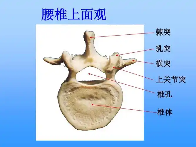 腰椎上面观 棘突 乳突 横突 上关节突 椎孔 椎体