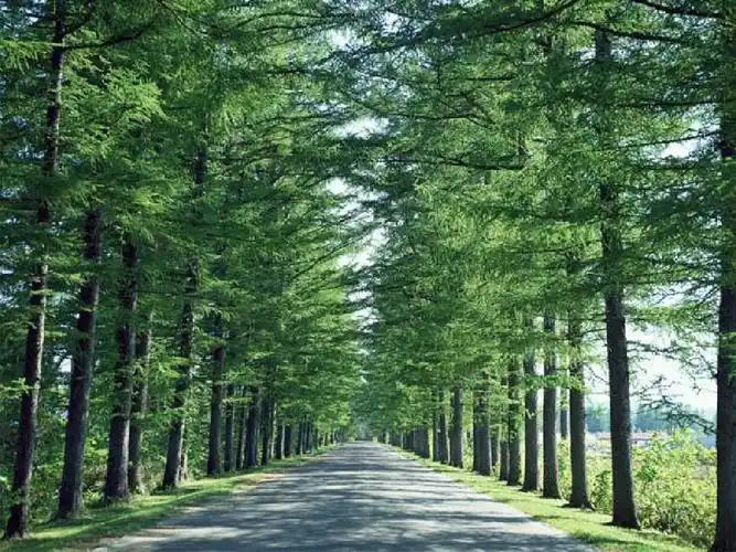 行道树_张晓风ppt