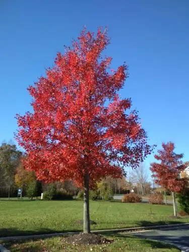 2018年美丽的枫树