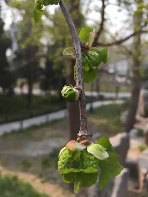 银杏树发芽了,有小嫩叶了.