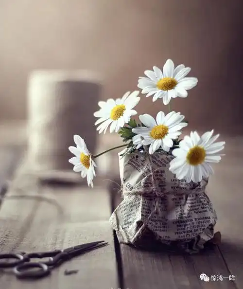 这位摄影师拍的花不只是好看意境也太美了