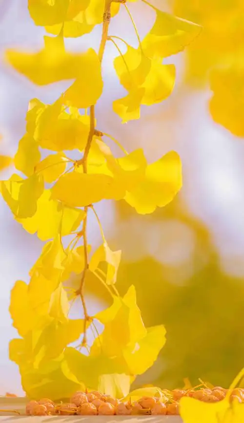 秋日街头暖色治愈系迷人风光