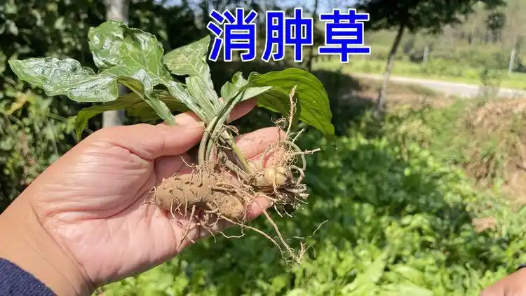农村大名鼎鼎的裂果薯,我们叫它"消肿草"大家一起来认识一下吧