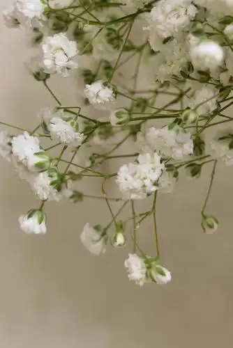 满天星绝美,但是没有下一次了