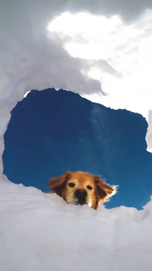 yanni 欧美背景图