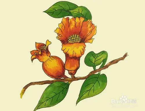 石榴花怎么画