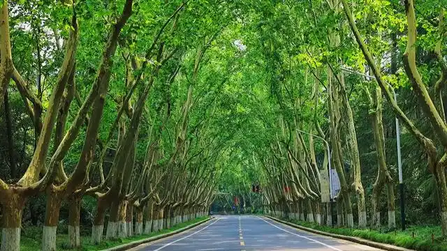 最美不过南京梧桐树