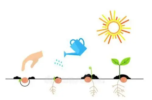 根状植物种植生长过程