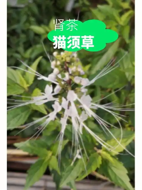 猫须草黎宝海南热带种植
