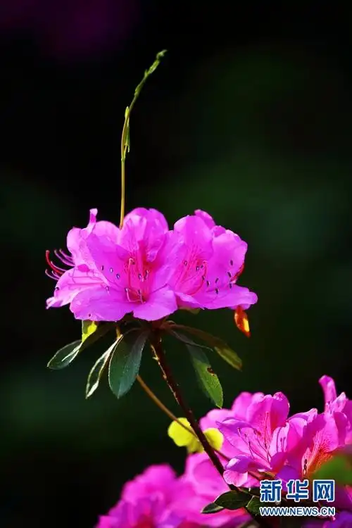 人间四月好风光杜鹃花开映山红