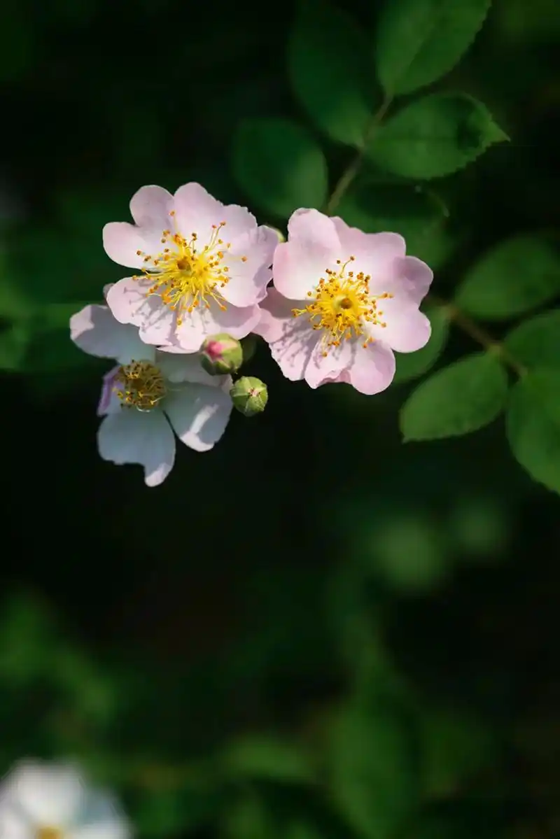 你知道这个花的名字和花语吗?🌸.📷这个小花不好拍,因为花 - 抖音