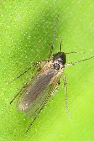 双翅目·蚋总科:蕈蚋