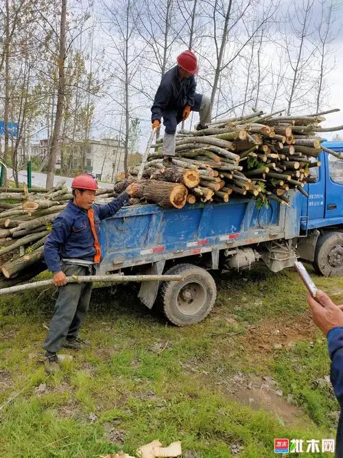 大量收购杂木次材 构木  皮叶树  杨木次材即刻联系电话安装app可见