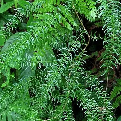 野生现挖新鲜天门冬 天冬 天门冬生货 鲜货500g