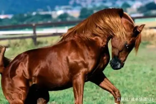 关羽的赤兔马是不是传说中的汗血宝马?汉武帝给出了答案