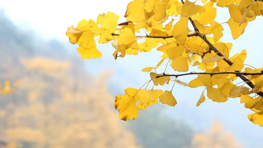金黄的银杏叶高清宽屏桌面壁纸