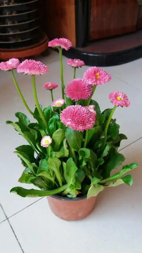 手购买的长寿菊