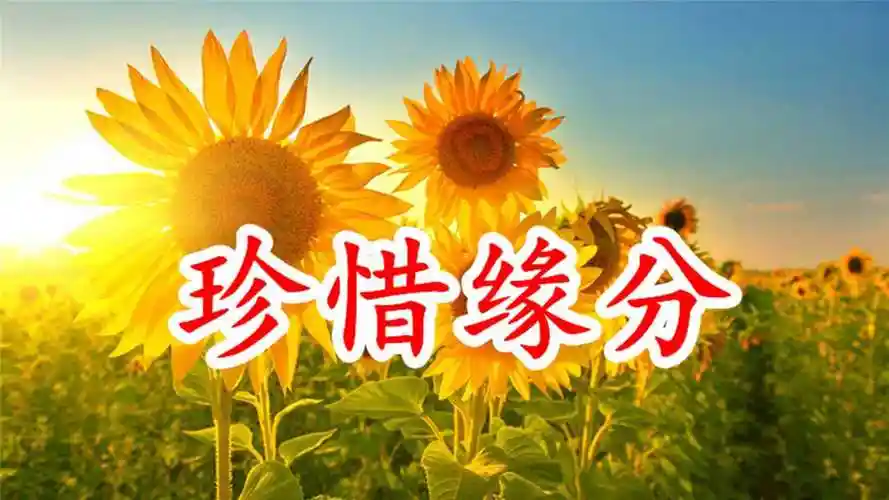 情歌mv:《珍惜缘分》有缘相识,无缘相见,眺望着远方,想念着你