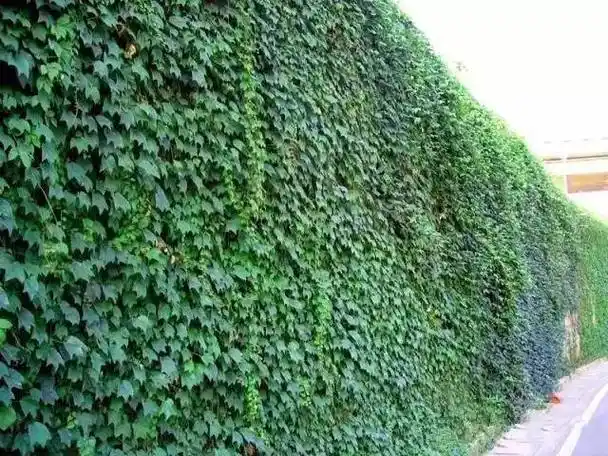 梨,海棠果,山楂果冬枝:如龙爪槐,金丝柳,红瑞木,棣棠常用的彩叶植物