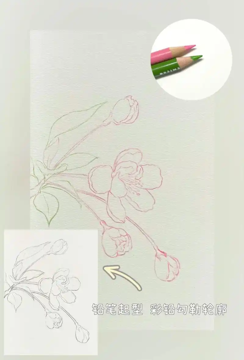 海棠花的绘画步骤图#彩铅画画入门教程 #跟 - 抖音
