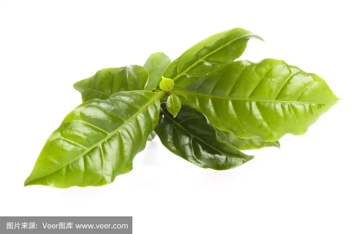 咖啡树的叶子孤立在白色