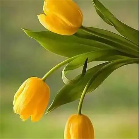 高雅美丽的郁金香花头像图片大全一代花后郁金香花植物头像头像屋