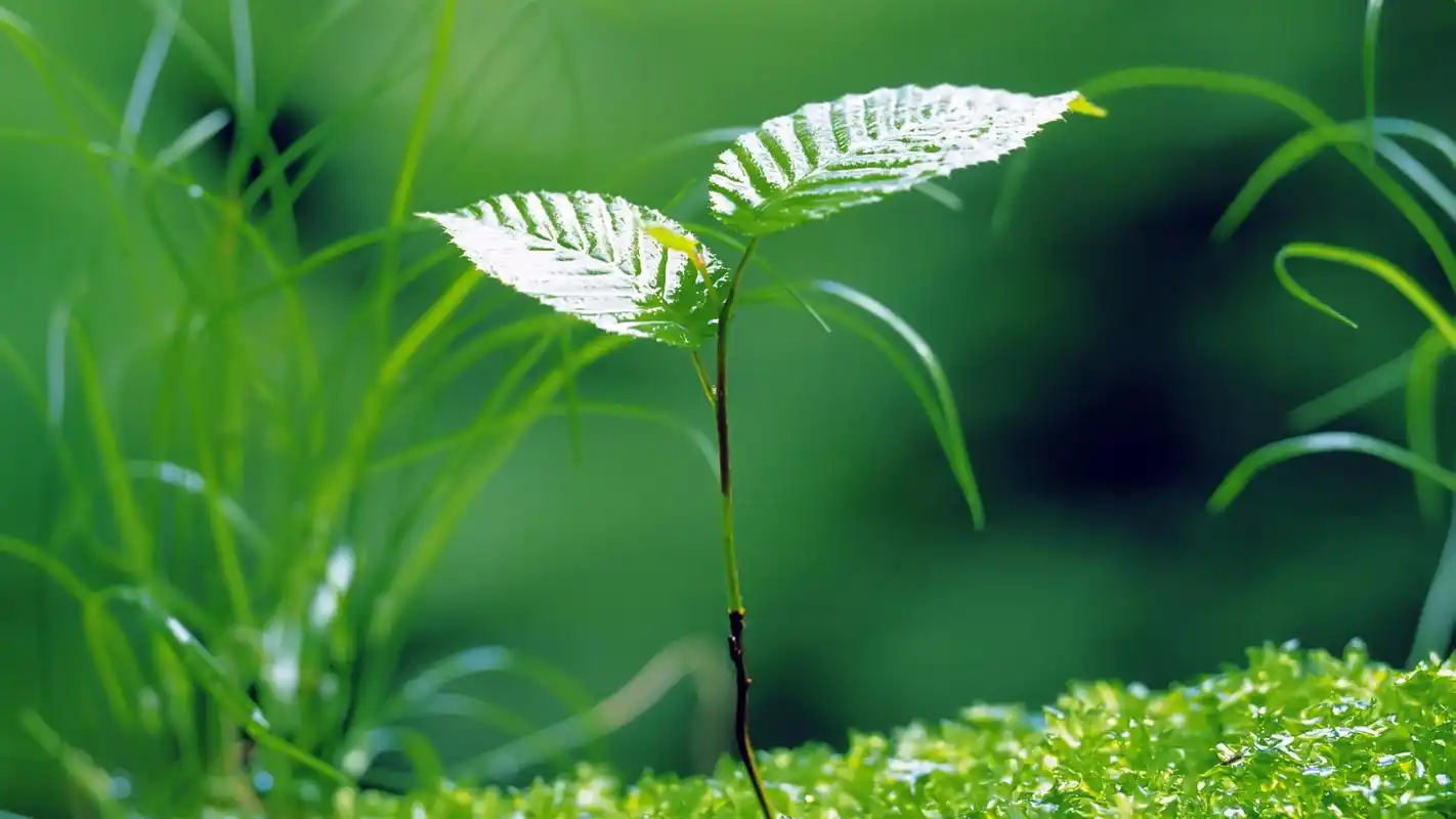 小清新绿色嫩芽摄影高清宽屏壁纸
