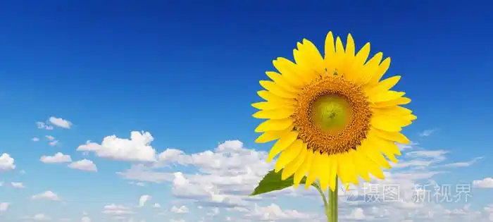 黄色的向日葵和蓝色天空