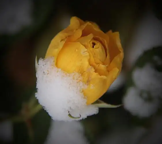 雪中盛开的鲜花