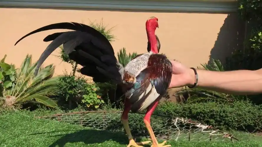 菲律宾斗鸡战将