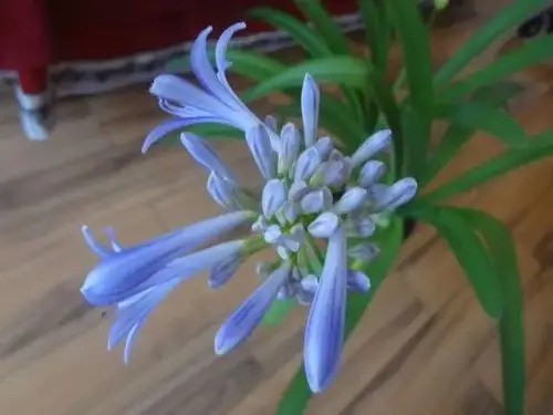 蓝花君子兰百子莲开花了