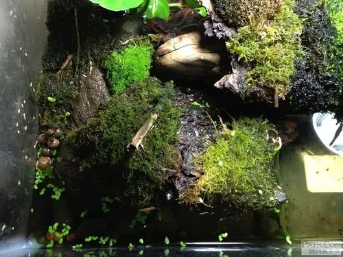 门将出击】2013 cb 棕黑疣螈