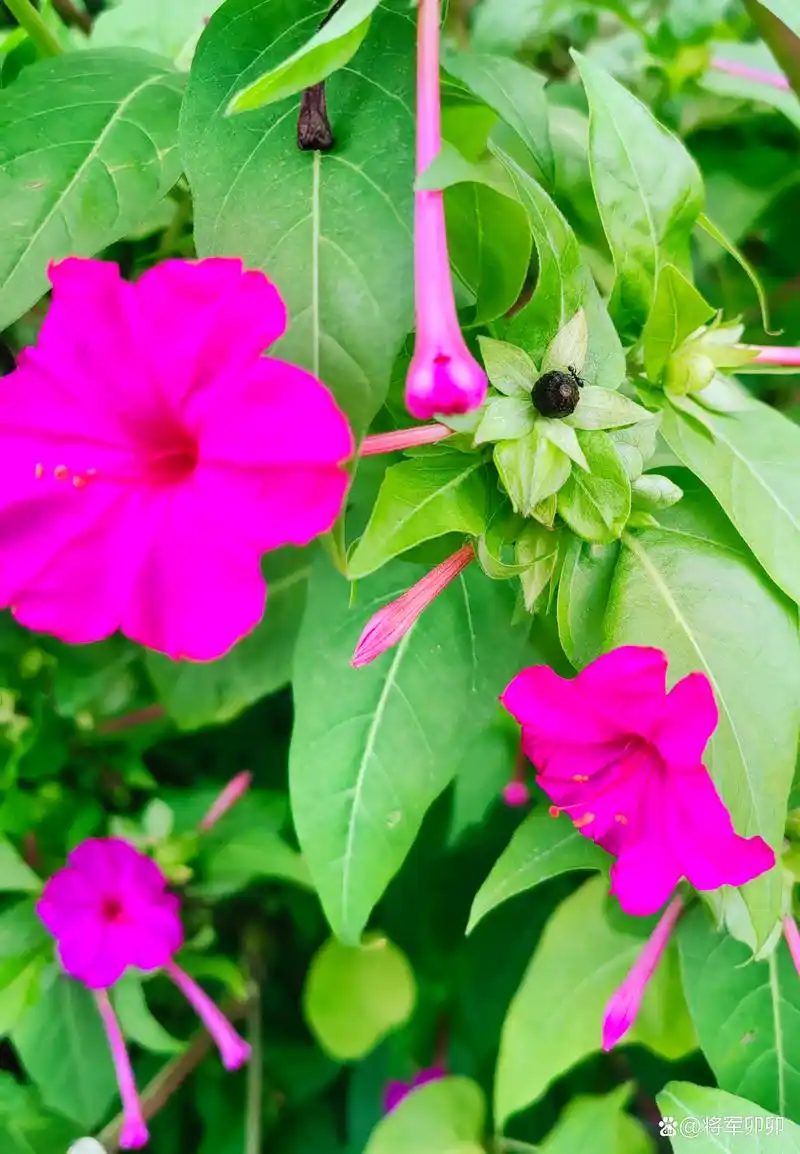 太开心了!夜来香花开,发现了一朵双色花