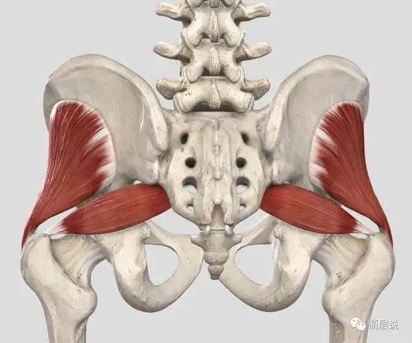 臀小肌下肢深层问题的隐患假性坐骨神经痛的凶手