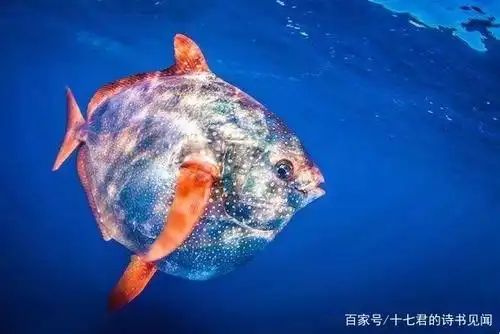 柴犬的dna和狼最相似?看《奇怪的生物图鉴》get奇葩生物冷知识