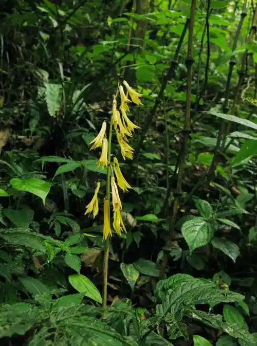 杜鹃兰多生于林下湿地或沟边,是国家二级重点保护野生植物.
