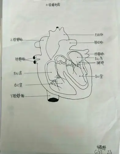 1717班生物作业心脏图
