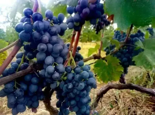 葡萄采摘攻略来袭葡萄可以这么摘再不去就要被抢光啦