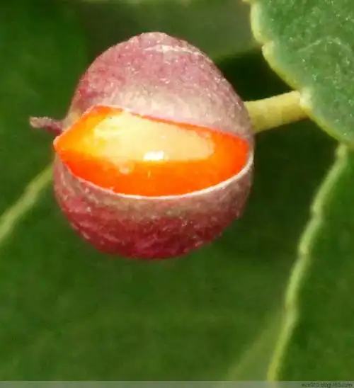 黄杨果《原创》