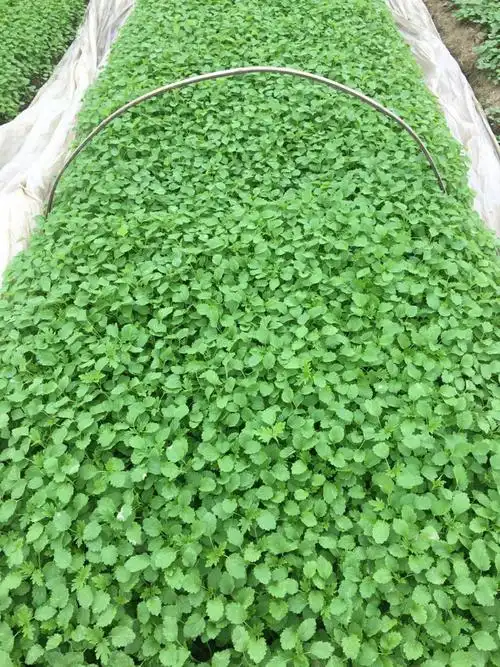 益母草种籽种子阳台盆栽种植野生食用苗四季春夏播蔬菜益母草种子250