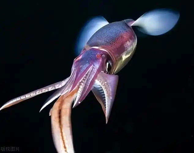 回顾通常栖息在深海地区主要产于北大西洋深海乌贼有多厉害